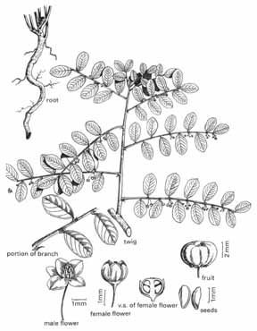 Phyllanthus niruri, Linn. Phyllanthus maderaspatensis, Linn.
